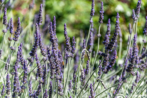 Lavendar flowers and bees