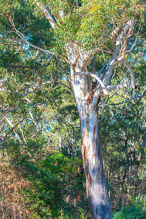 Scribbly gum tree