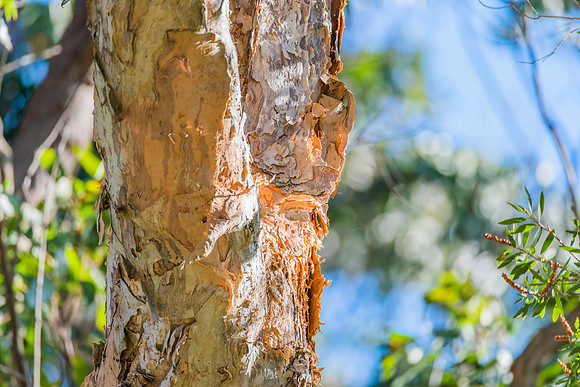 Paperbark gum tree