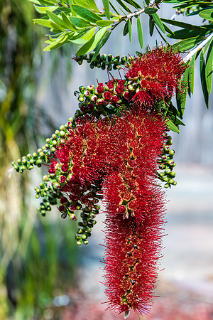 Red Bottlebrush tree in flower with a honey bee