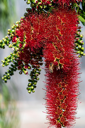 Red Bottlebrush tree in flower with a honey bee