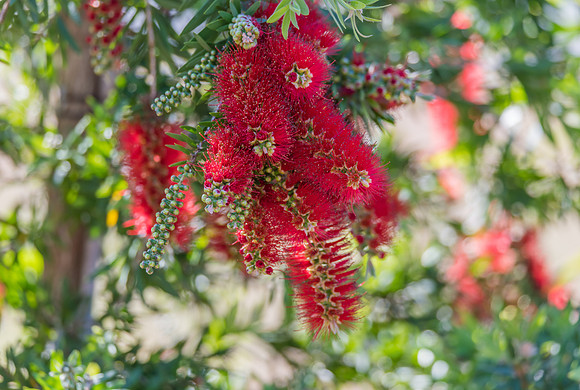 Red Bottle Brush flowers