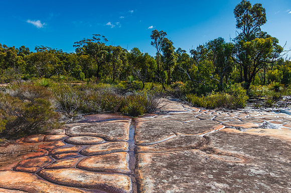 Australian Bush with Tessellated Rock