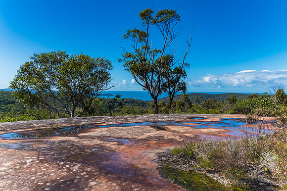 Australian Bush with Tessellated Rock