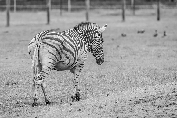 Plains Zebra in black and white