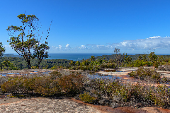 Australian Bush with Tessellated Rock
