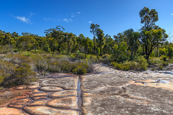 Australian Bush with Tessellated Rock