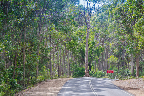 The road through the forest