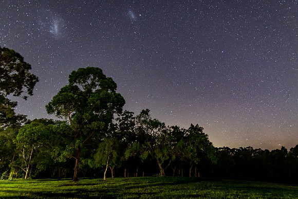 Trees and grass under the night sky with Magellanic Clouds
