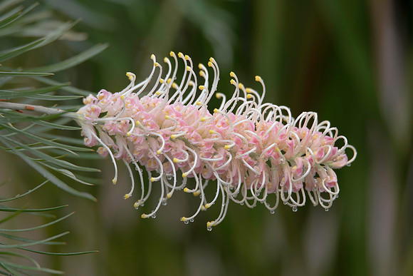 Soft colours in the garden - grevillea flower