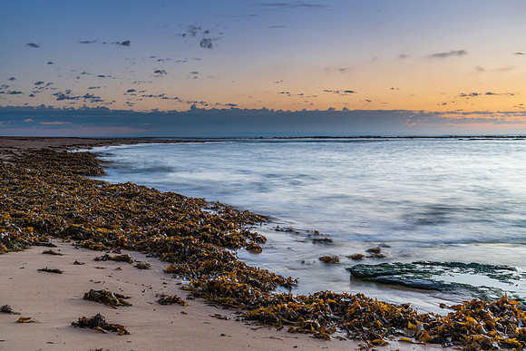 Seaweed sunrise seascape