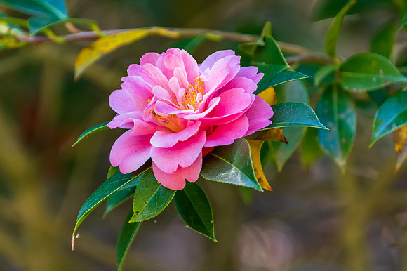 Pink Camellia in Flower