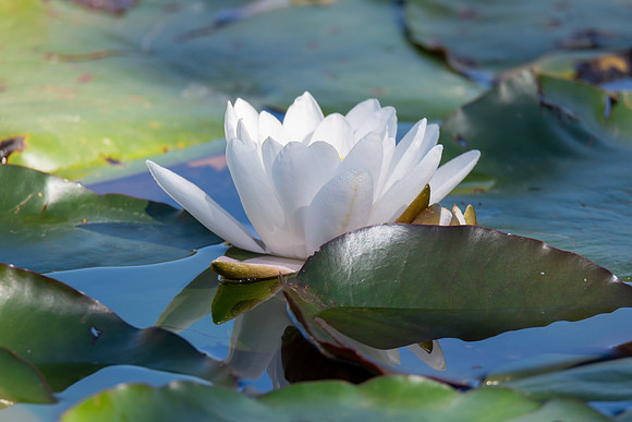 White Water Lily in the pond at Mayfield Garden