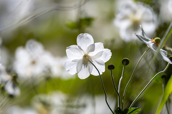 White anemone flowers and yellow background - Autumn flora at Ma