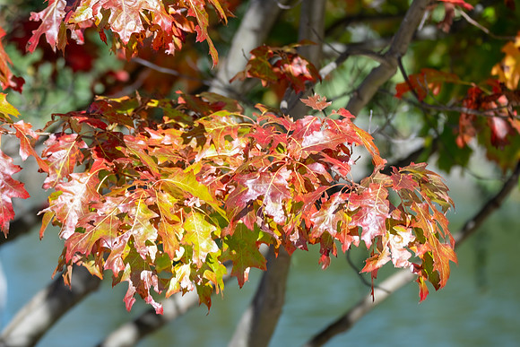 Autumn leaves changing colour at Mayfield Garden