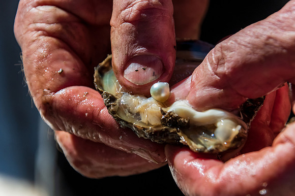 Pearl farming tour examining a cultured pearl straight out of th
