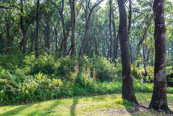 Forest in the storm light