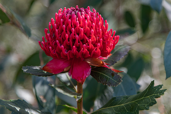 Australian Native Waratah Wildflower in Bloom