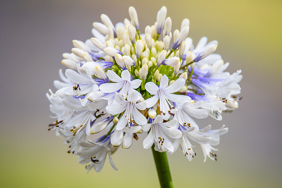 White Agapanthus in Flower