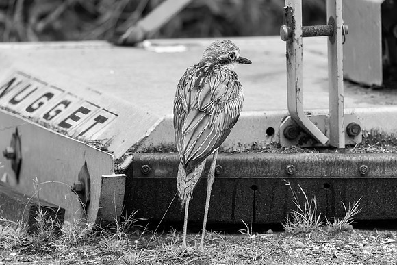 Bush Stone-curlew