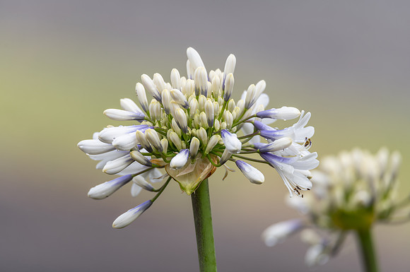 White Agapanthus in Flower