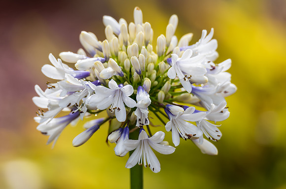 White Agapanthus in Flower