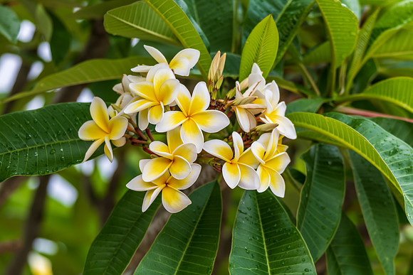 Frangipani flowers on the tree after the rain