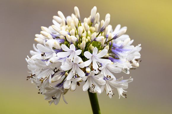 White Agapanthus in Flower