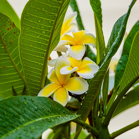 Frangipani flowers on the tree after the rain