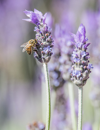 Lavendar and honey bee in the springtime