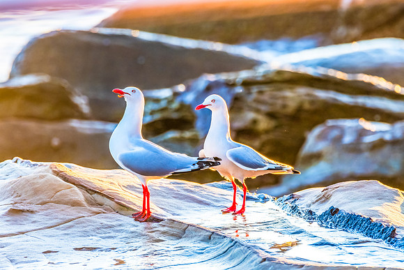Seagull in the morning light