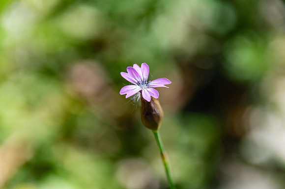 Tiny purple wildflower
