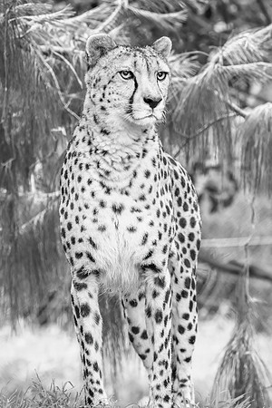 A Cheetah amongst the foliage in black and white
