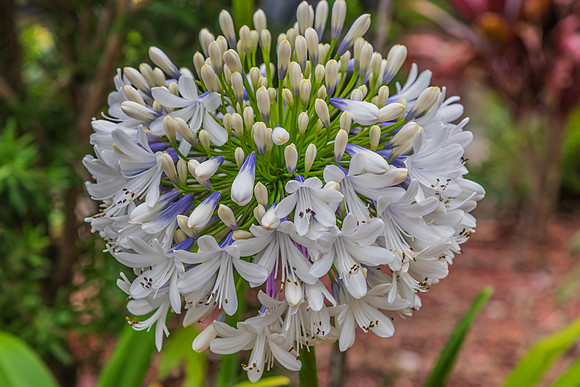 Colours in the garden - White Agapanthus in Flower