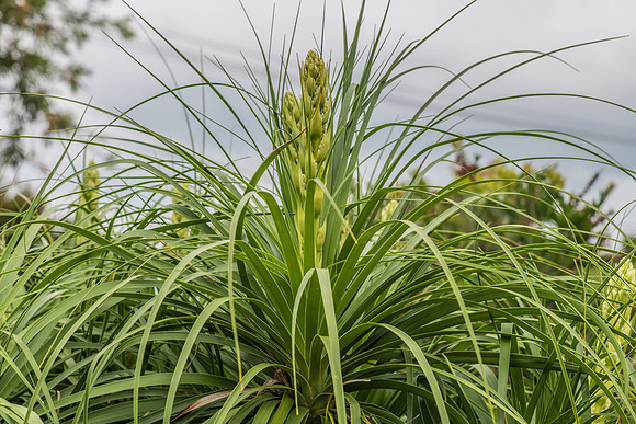 Ponytail palm beginning to flower