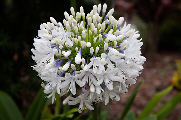 Colours in the garden - White Agapanthus in Flower