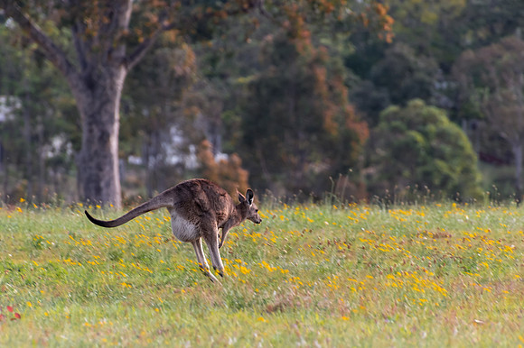 Mama kangaroo with joey in pouch jumping through paddock