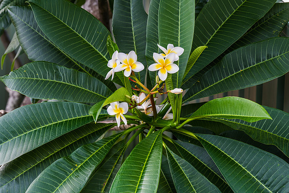 Frangipani flowers on the tree