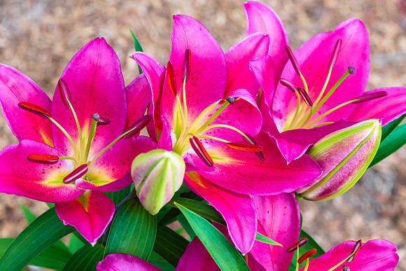 Dark Pink Lillies in bloom