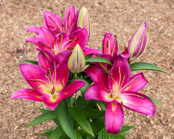 Dark Pink Lillies in bloom