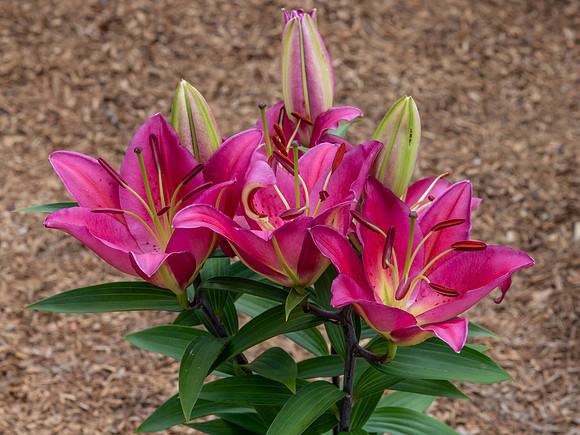 Dark Pink Lillies in bloom