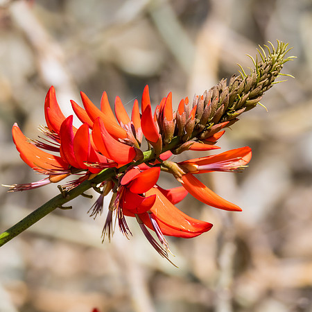Red Coral Tree Flowers