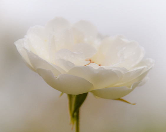 White soft and dewy flower in the garden