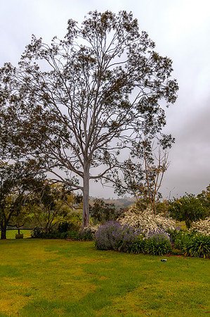 A country garden with gum tree, plants and flowers on a misty mo