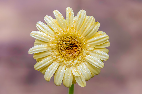 Pale yellow gerberas with rain drops