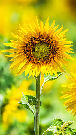 Stunning Summer Sunflowers and Honey Bees