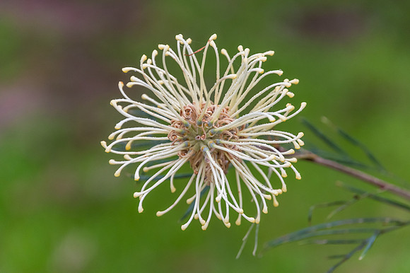 A yellow grevillea flower in the early morning dew