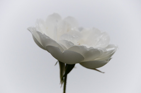 White soft and dewy flower in the garden