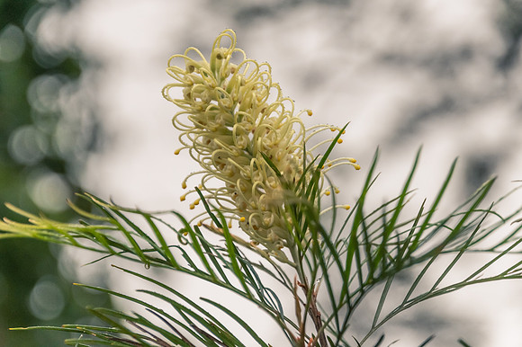 A yellow grevillea flower in the early morning dew
