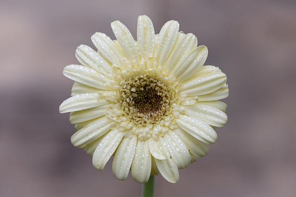 Pale yellow gerberas with rain drops